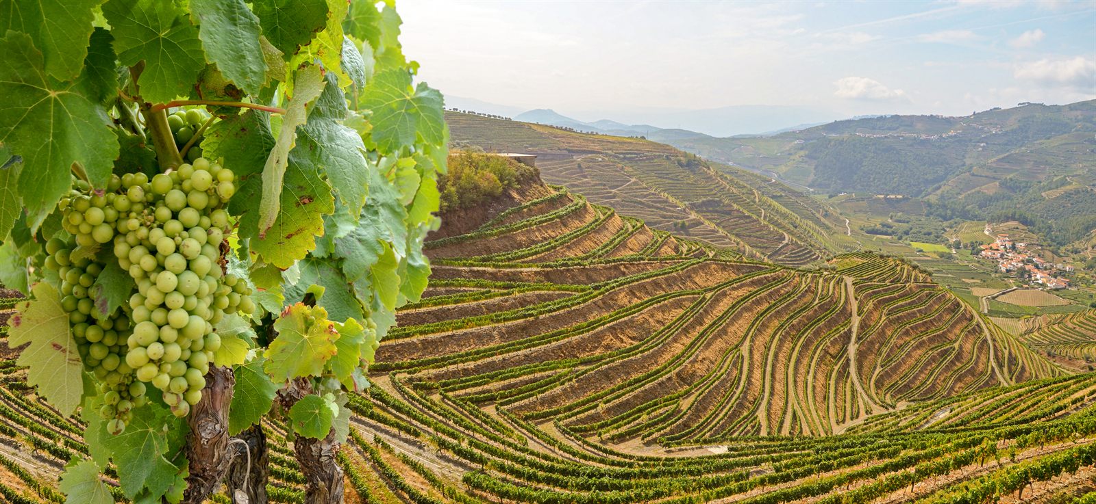 Grapes and terraced vineyards