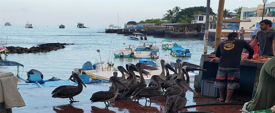 Pelicans at a dockside fish market