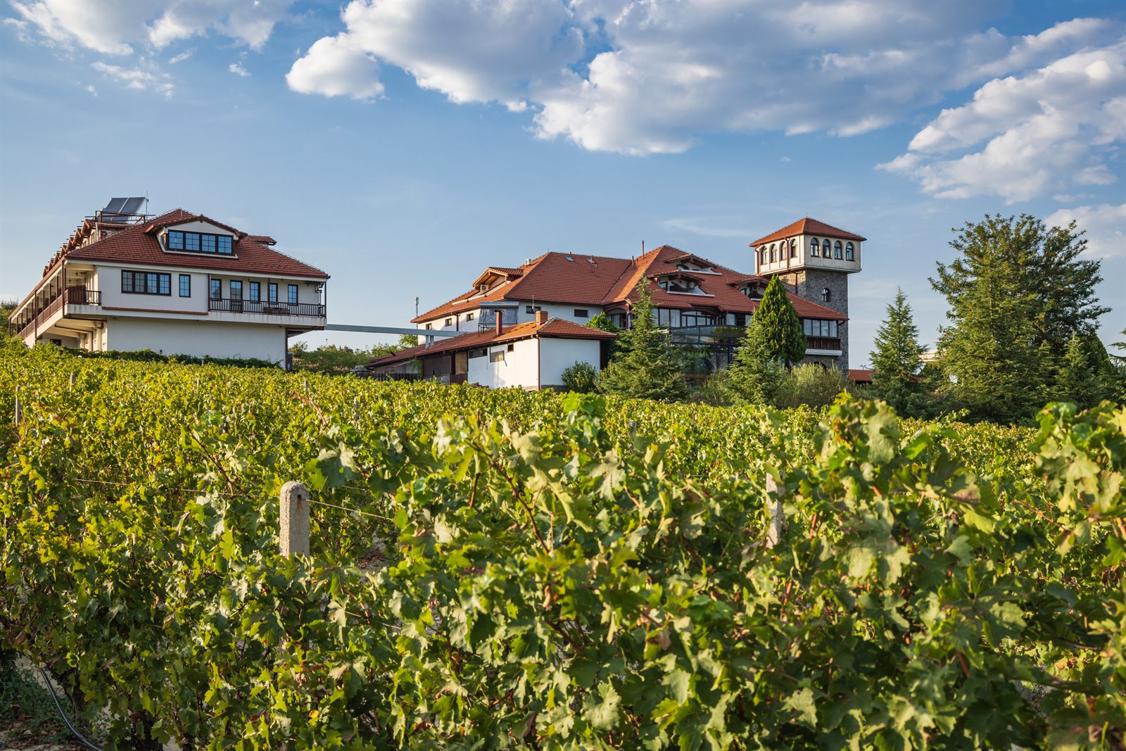 Rows of green vines in front of red-roofed country houses under a summer sky